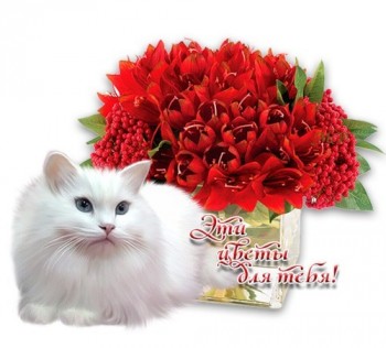 Песни и видео - это цветы для тебя белый кот.png.jpg