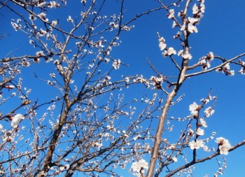 Фотографируем... - весна 2017 003.jpg