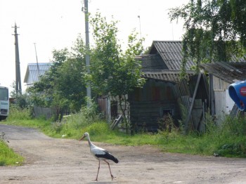 Побережье Чудского озера, Псковская обл, 2012.