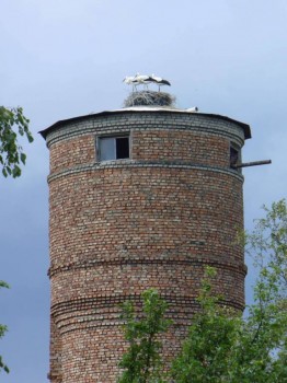 Побережье Чудского озера, Псковская обл, 2012.