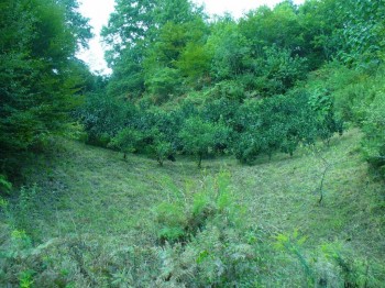 Дикий мандарин (группа деревьев в центре), Пицунда