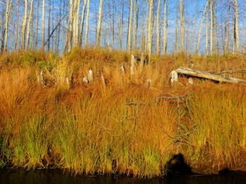 Любимые стихи. Иллюстрируем - осс.jpg