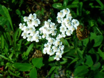 Эти цветочки растут абсолютно по всей России, а мы ходим и не замечаем их. Тысячелистник.