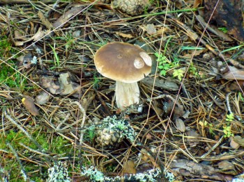 На территории санатория, Лен. область, 2017.