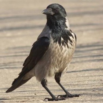 Этимология слова какать и кал - image.jpg