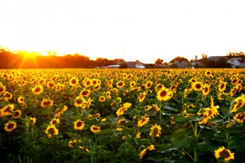 С днём рождения, Елена  - DSC_0264.JPG