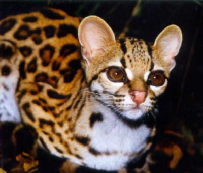 О кошачьих - default.jpeg