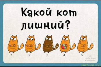 Задачки на сообразительность - kot.jpg