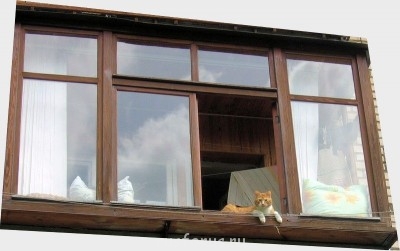 О кошачьих - red_cat800f.jpg