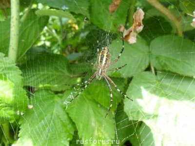 Любимые стихи. Иллюстрируем - SAM_0026.JPG