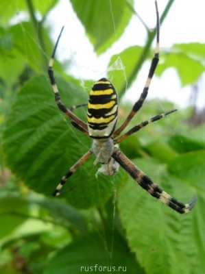 Любимые стихи. Иллюстрируем - SAM_0028.JPG