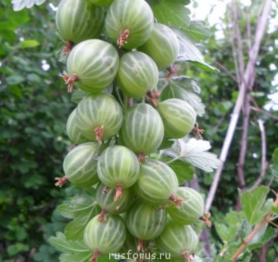 Любимые стихи. Иллюстрируем - SAM_0003a.JPG