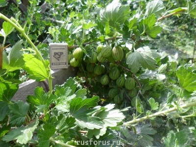 Любимые стихи. Иллюстрируем - SAM_0194.JPG