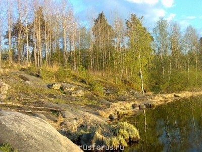 Наша березовая роща - Израиль1029.jpg