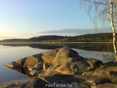 Наша березовая роща - Израиль1024.jpg