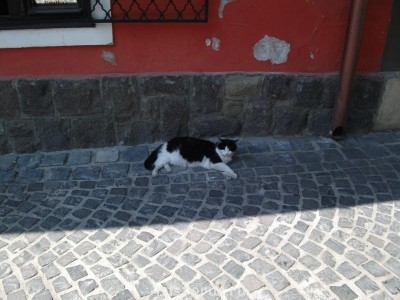 О кошачьих - DSCF3328.JPG