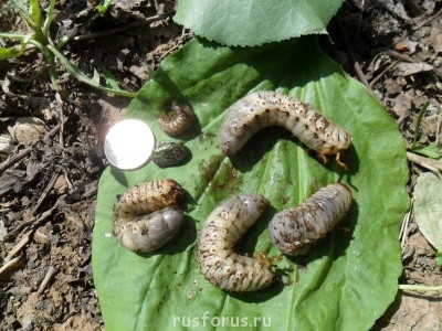 Меня мысль сегодня посетила - SAM_0068.JPG