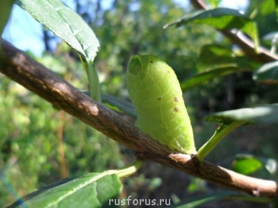 Меня мысль сегодня посетила - SAM_0056.JPG