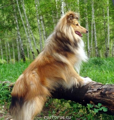 Бергамотовые сумерки. О пэрах в пэрьях - DSC07548.JPG