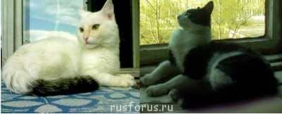 Бергамотовые сумерки. О пэрах в пэрьях - DSC00290оба.jpg