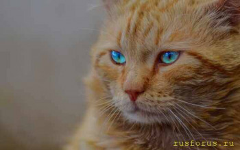 Стилистика начинается со стиля  - 5fa6e025235f47.46492573.jpg