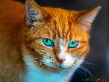 Стилистика начинается со стиля  - kot-koshka-koteika-ryzhii-zelionye-glaza-mordochka-vzgliad-p.jpg