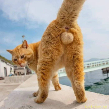 Стилистика начинается со стиля  - котэ-До-невозможного-прекрасные-яйца-яванского-леопарда-жопка-море-6299013.jpeg