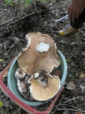 Меня мысль сегодня посетила - SAM_0162.JPG