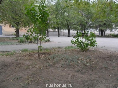 Меня мысль сегодня посетила - SAM_0144.JPG