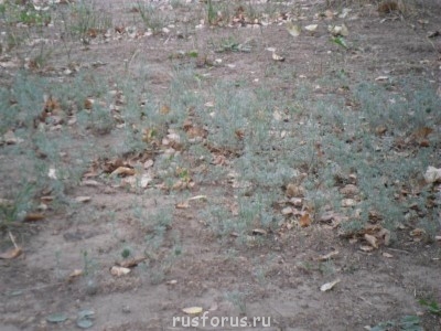 Меня мысль сегодня посетила - SAM_0145.JPG