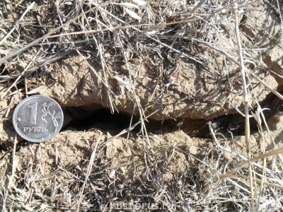 Меня мысль сегодня посетила - SAM_0181.JPG