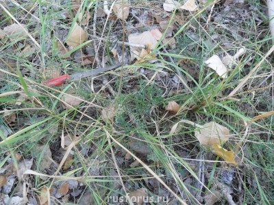 Меня мысль сегодня посетила - SAM_0183.JPG