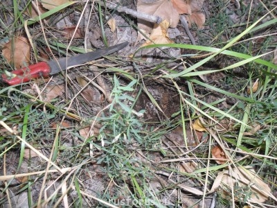 Меня мысль сегодня посетила - SAM_0184.JPG