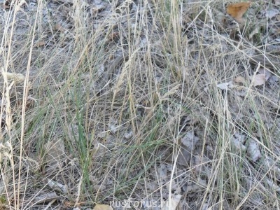 Меня мысль сегодня посетила - SAM_0205a.JPG