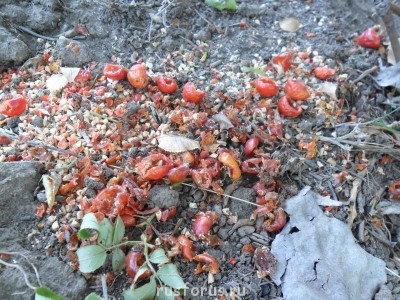 Меня мысль сегодня посетила - SAM_0159.JPG