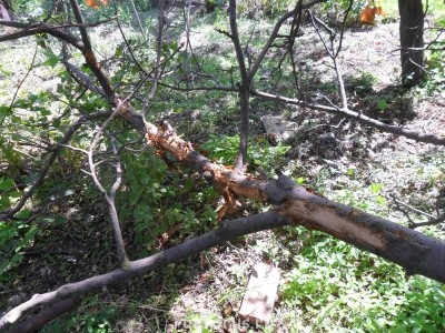 Меня мысль сегодня посетила - SAM_0106.JPG