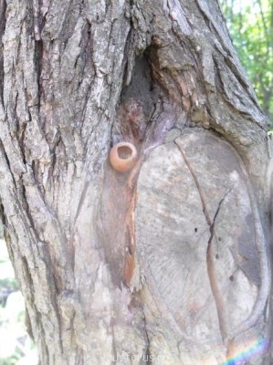 Меня мысль сегодня посетила - SAM_0110a.JPG