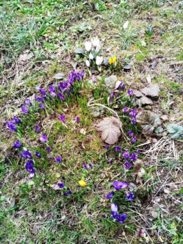 Мировоззрение и жизнь - Первоцветы - копия.jpeg