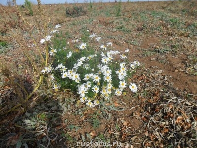 Любимые стихи. Иллюстрируем - SAM_0249.JPG