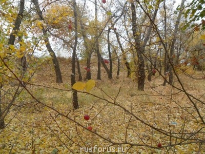 Любимые стихи. Иллюстрируем - SAM_0251.JPG