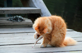 Ковчег.  - 6390534.jpg