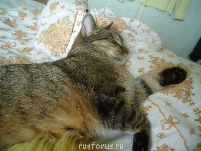 Предложения с оборотами - Kochino_ulybka.JPG