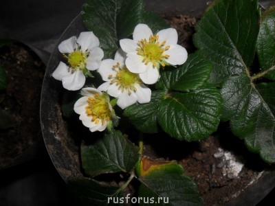 Эсесернуторусский - SAM_0299.JPG