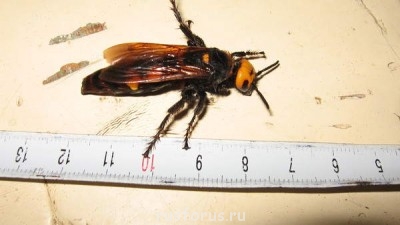 Любимые стихи. Иллюстрируем - skolija_gigant.jpg