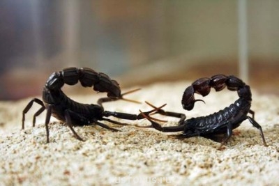 Любимые стихи. Иллюстрируем - скорп.jpg